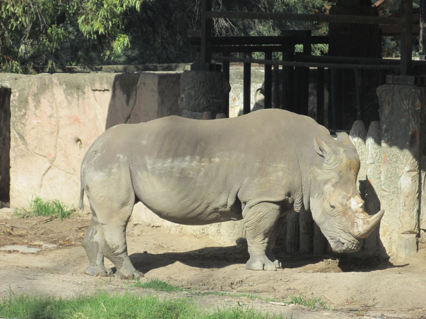 WHITE RHINOCEROS