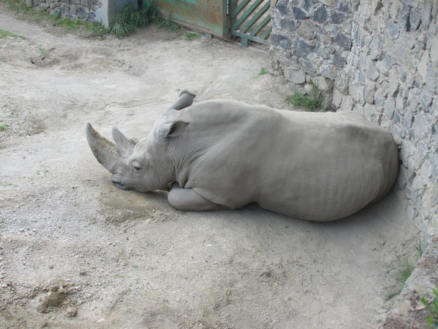 WHITE RHINOCEROS