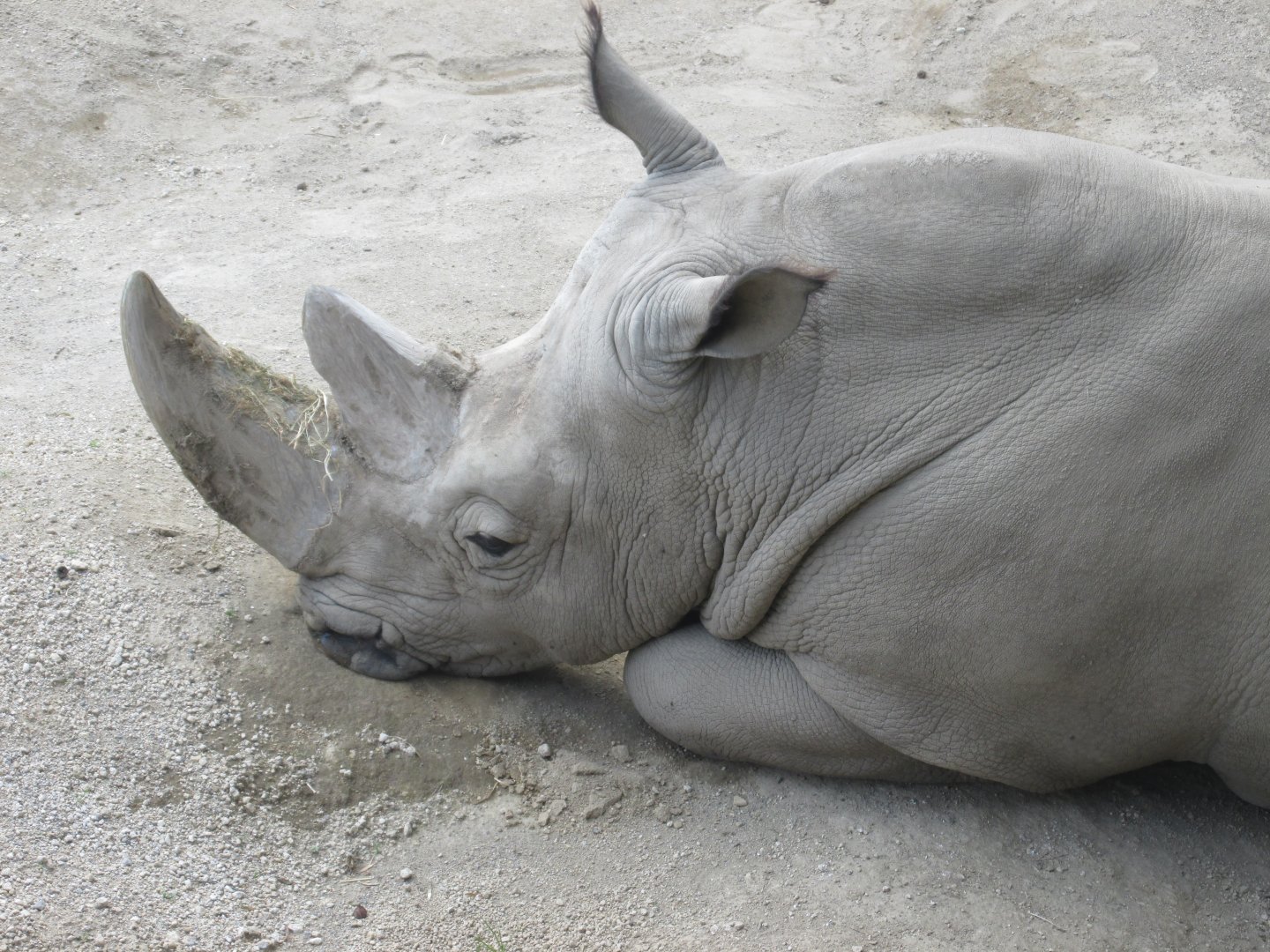 WHITE RHINOCEROS