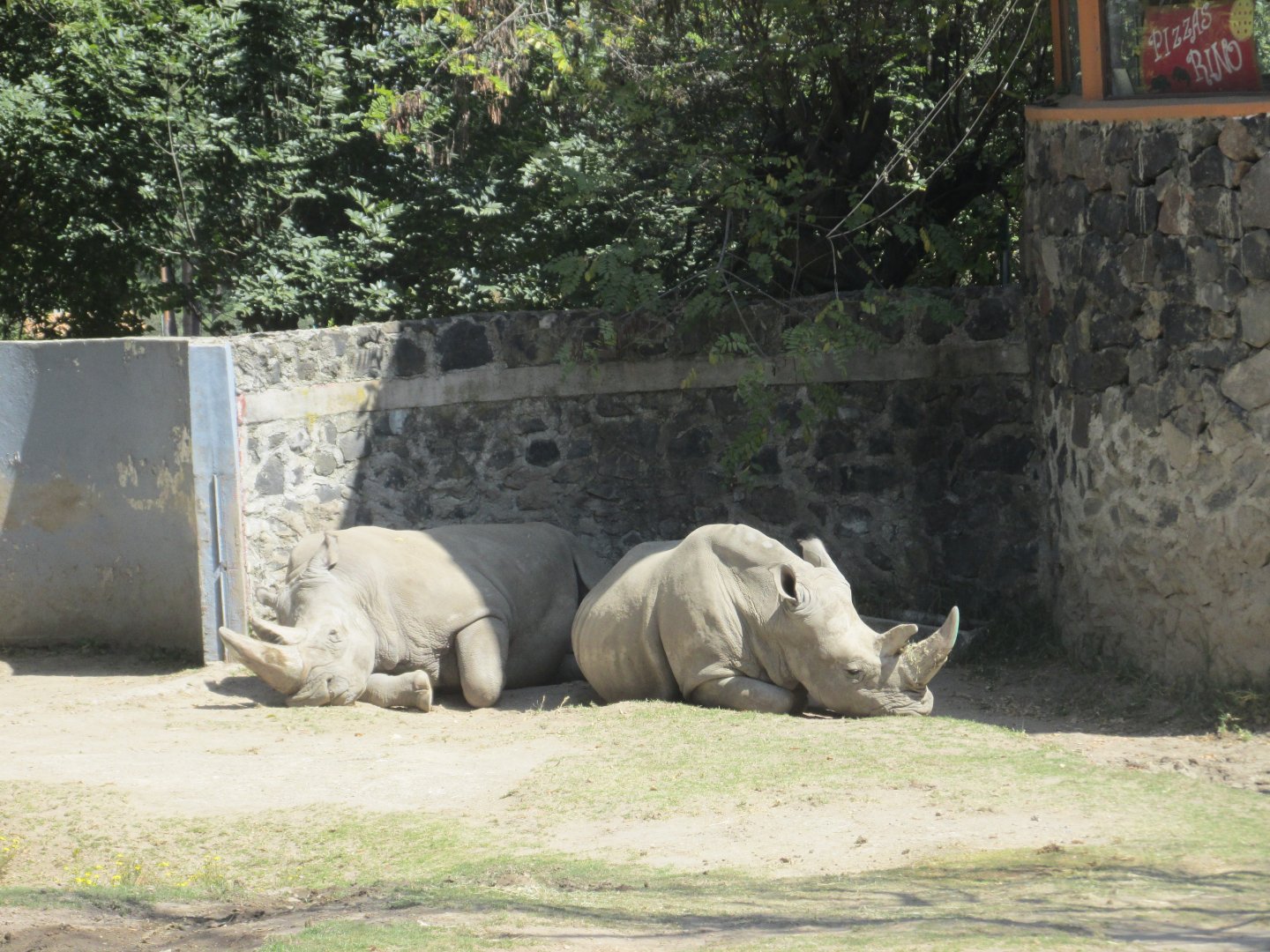 WHITE RHINOCEROS