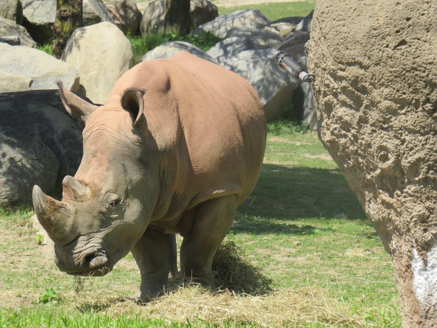 White rhinoceros