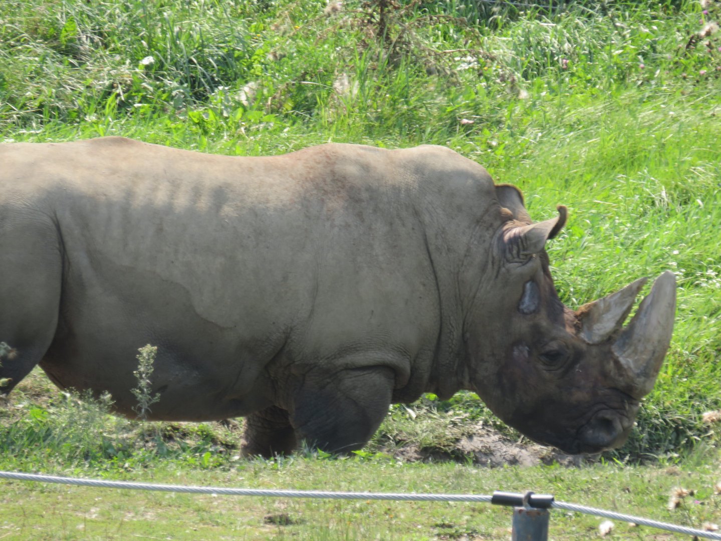 White rhinoceros