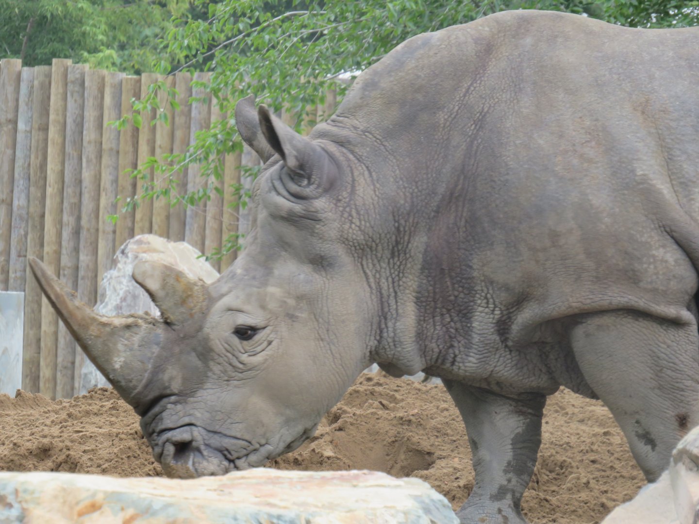 White rhinoceros