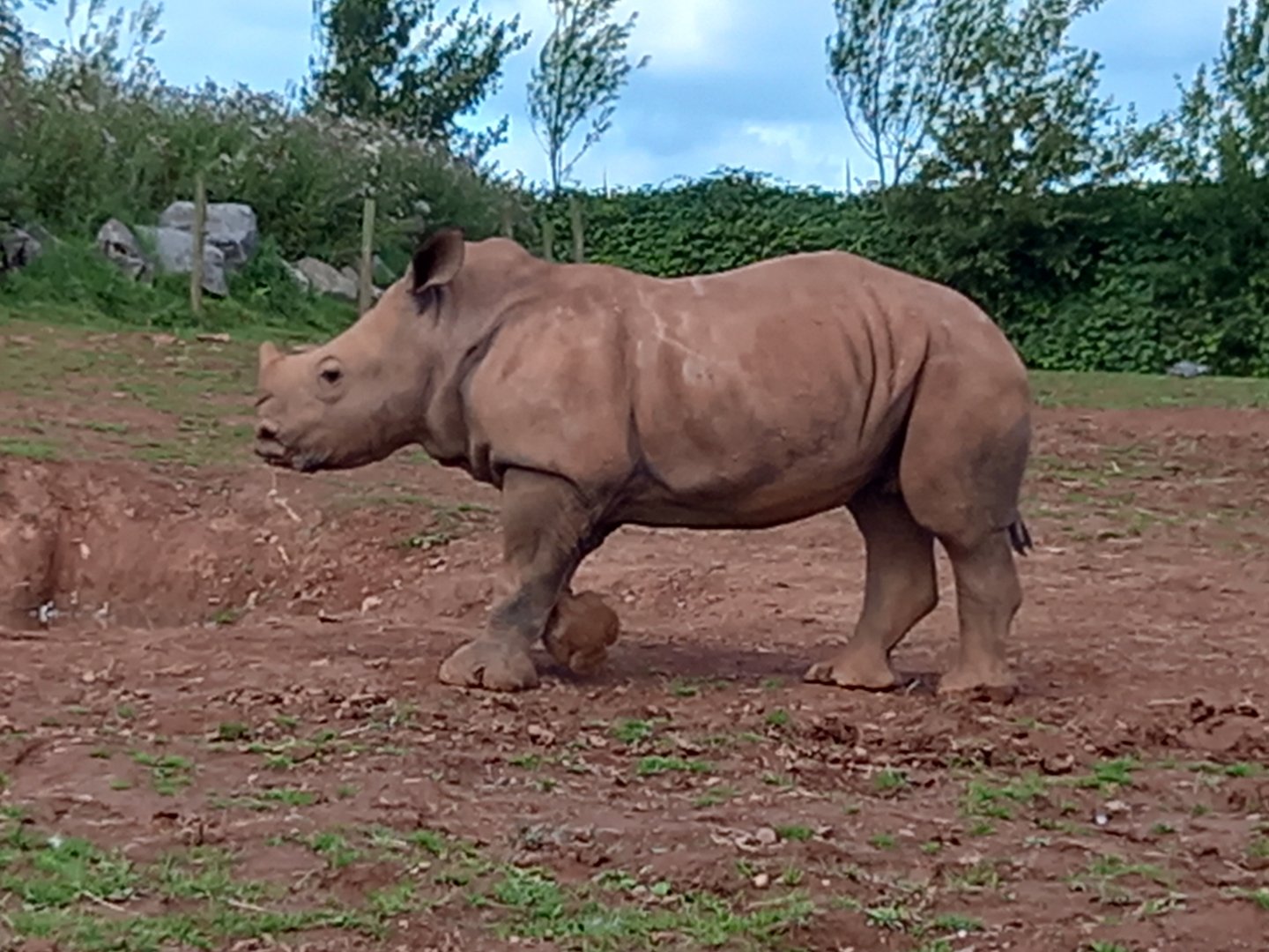 White Rhinoceros
