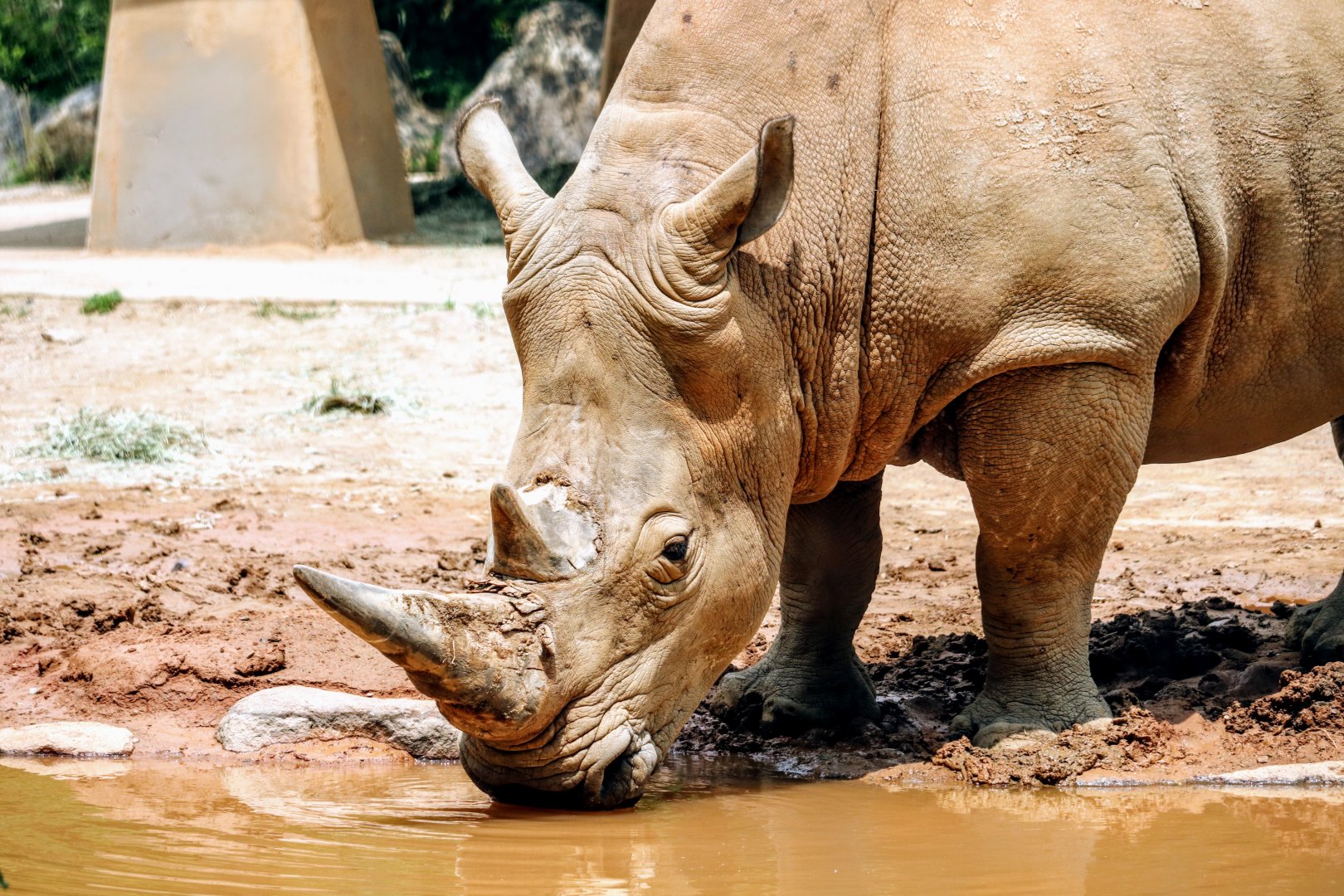 White Rhinoceros
