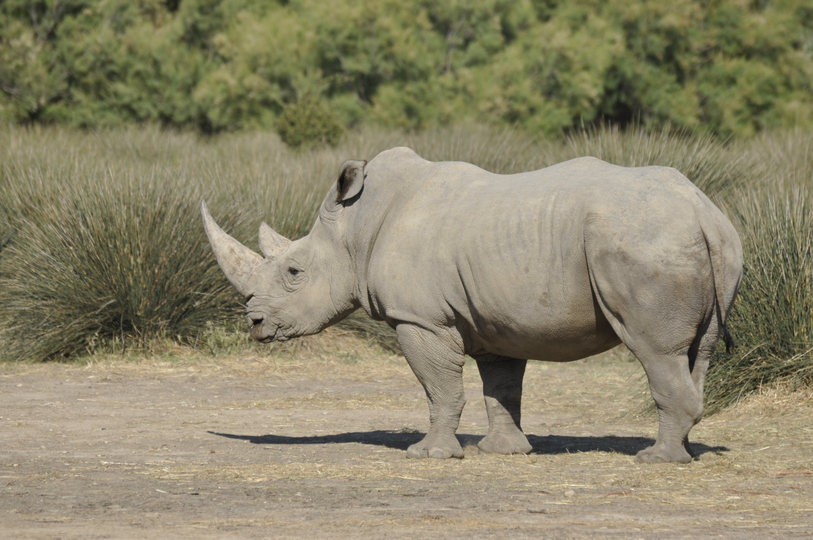 White rhinoceros