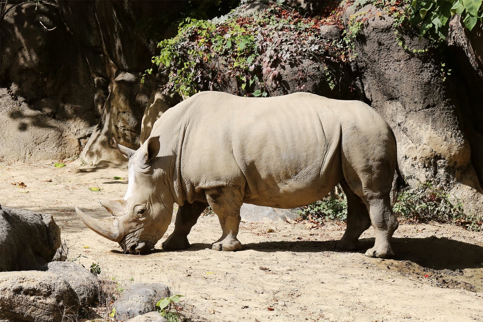 White Rhinoceros