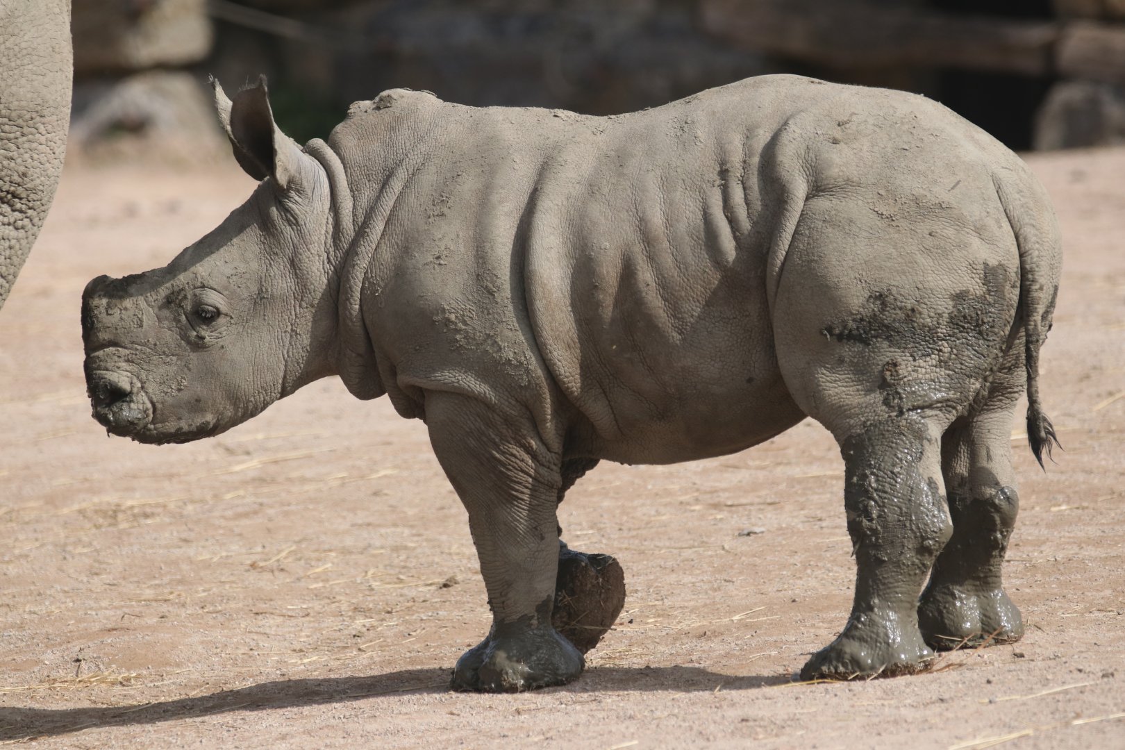 White rhinoceros
