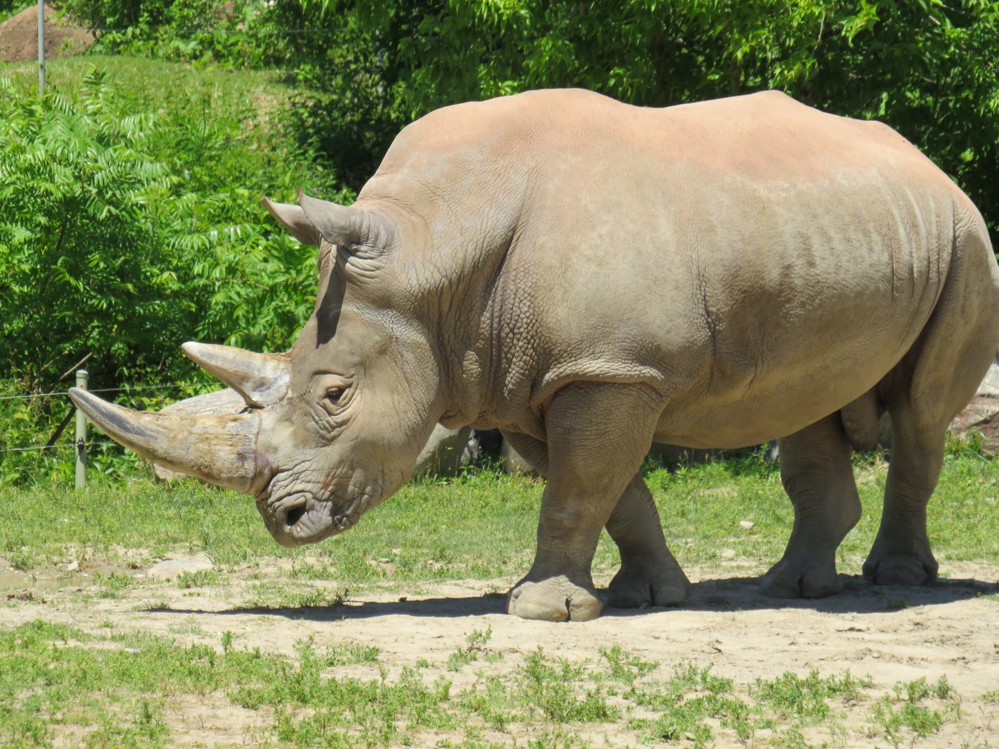 White rhinoceros