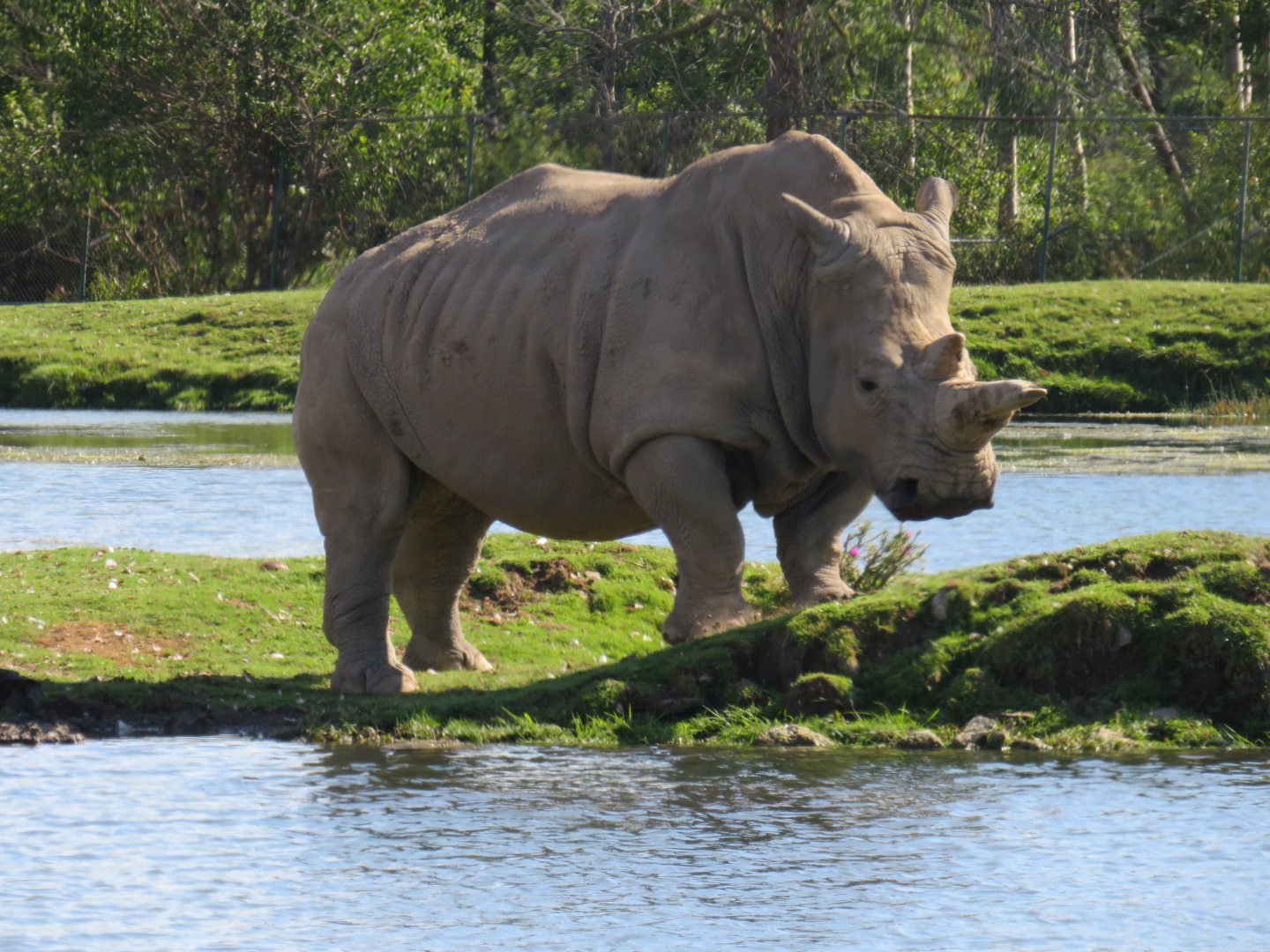 White rhinoceros