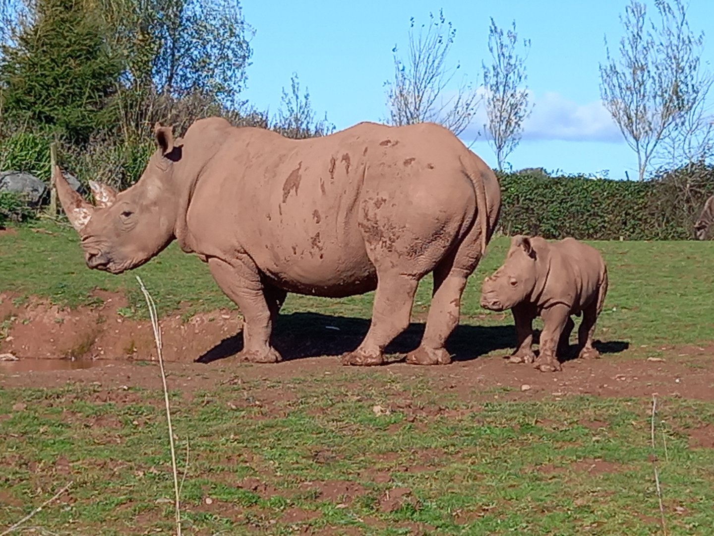 White Rhinoceros