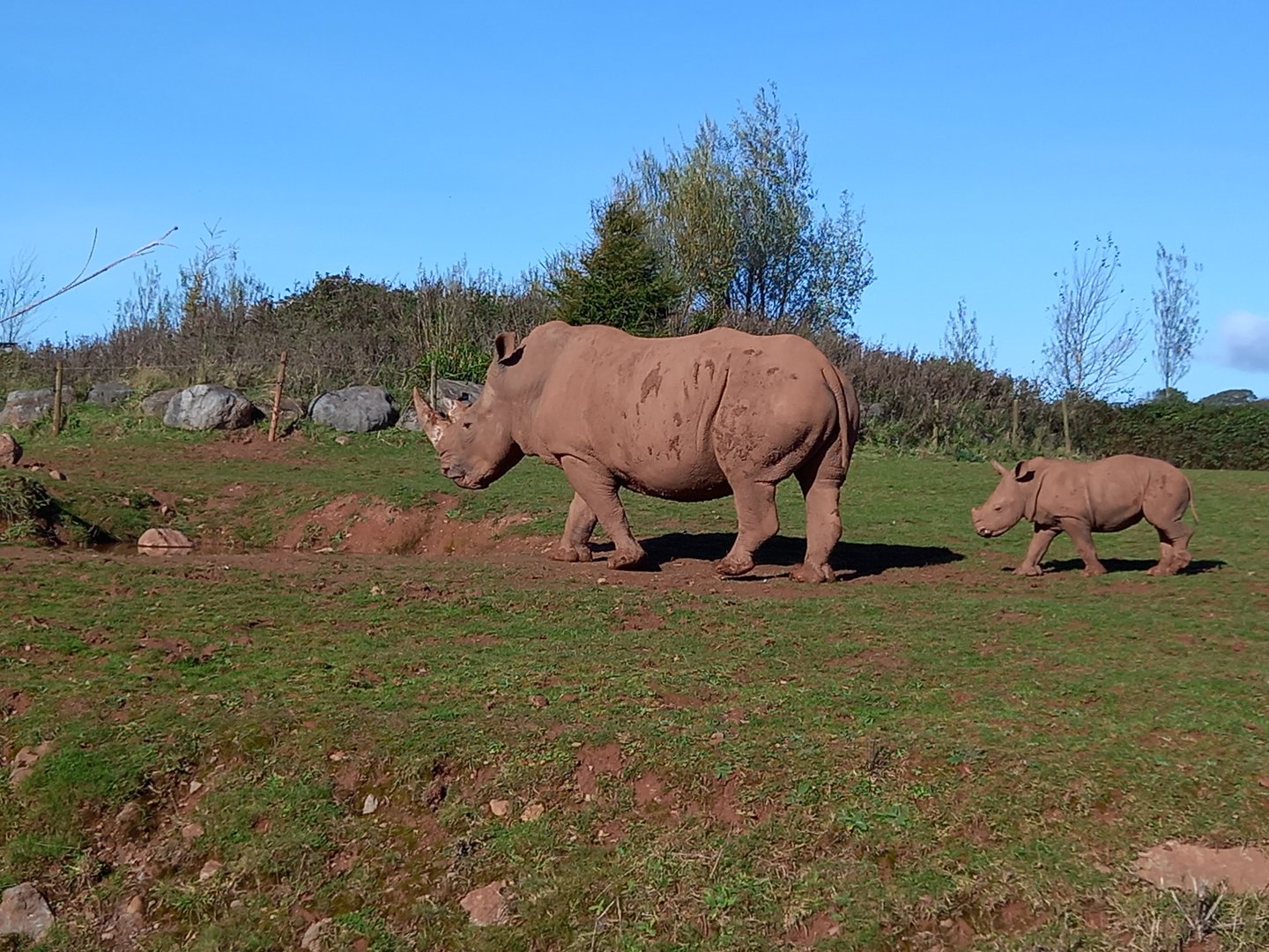 White Rhinoceros