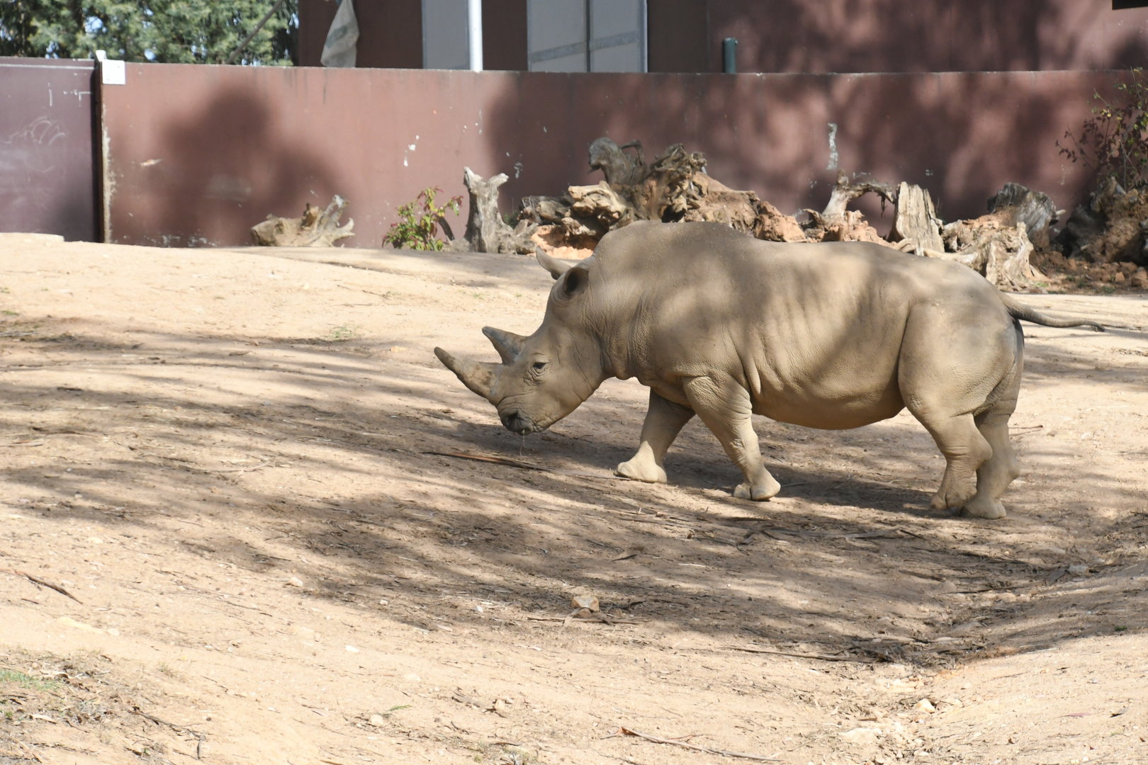 White Rhinoceros