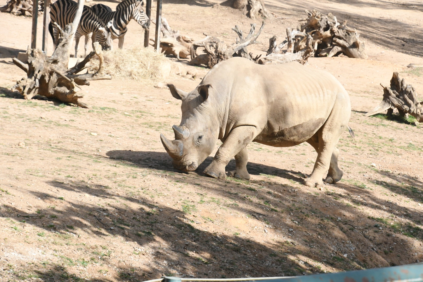 White Rhinoceros