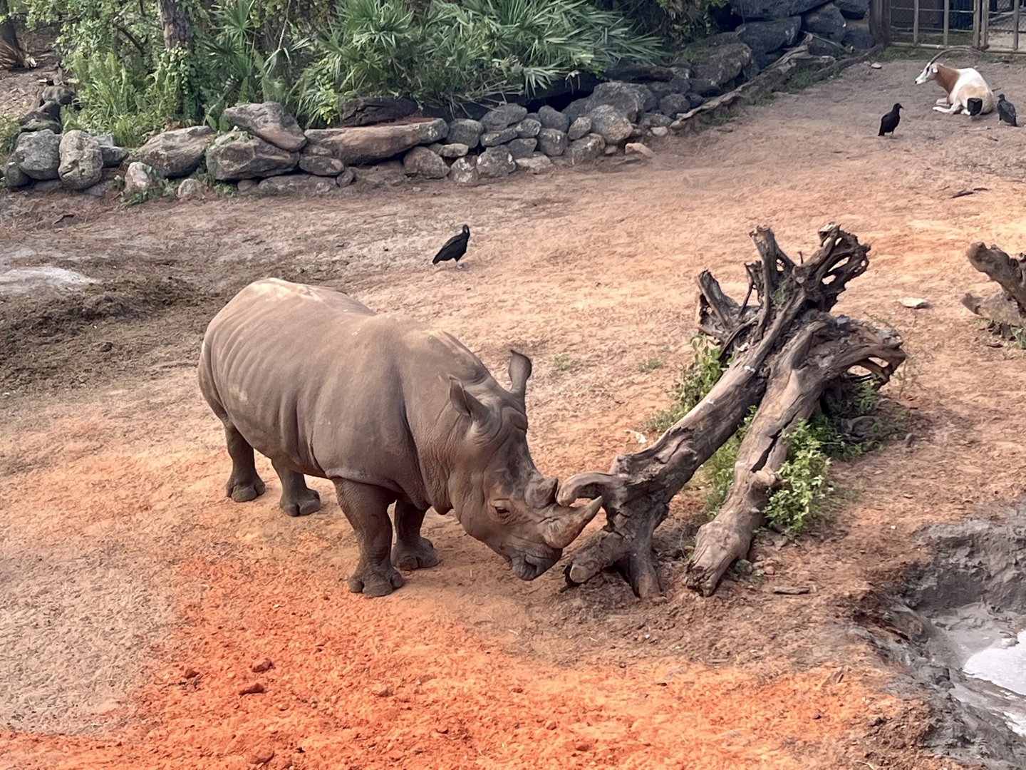 White Rhinoceros