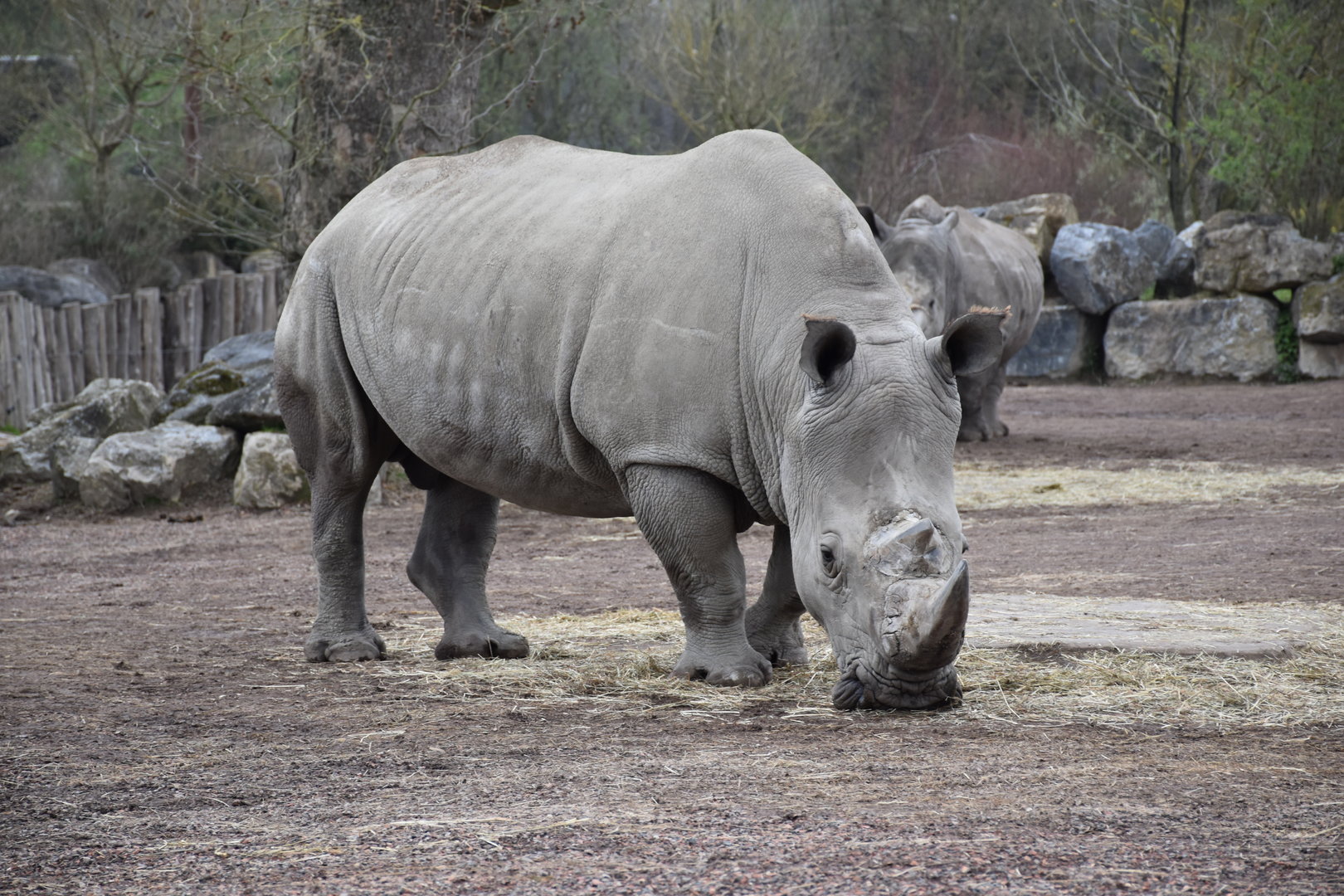 White rhinoceros