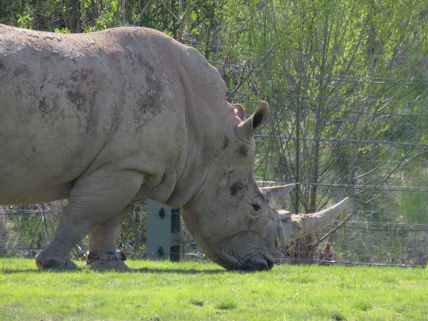 White rhinoceros