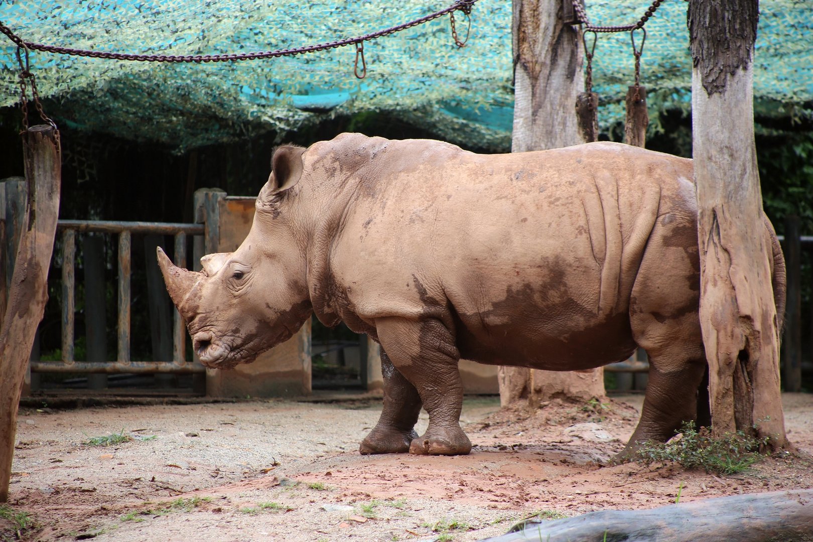 White Rhinoceros