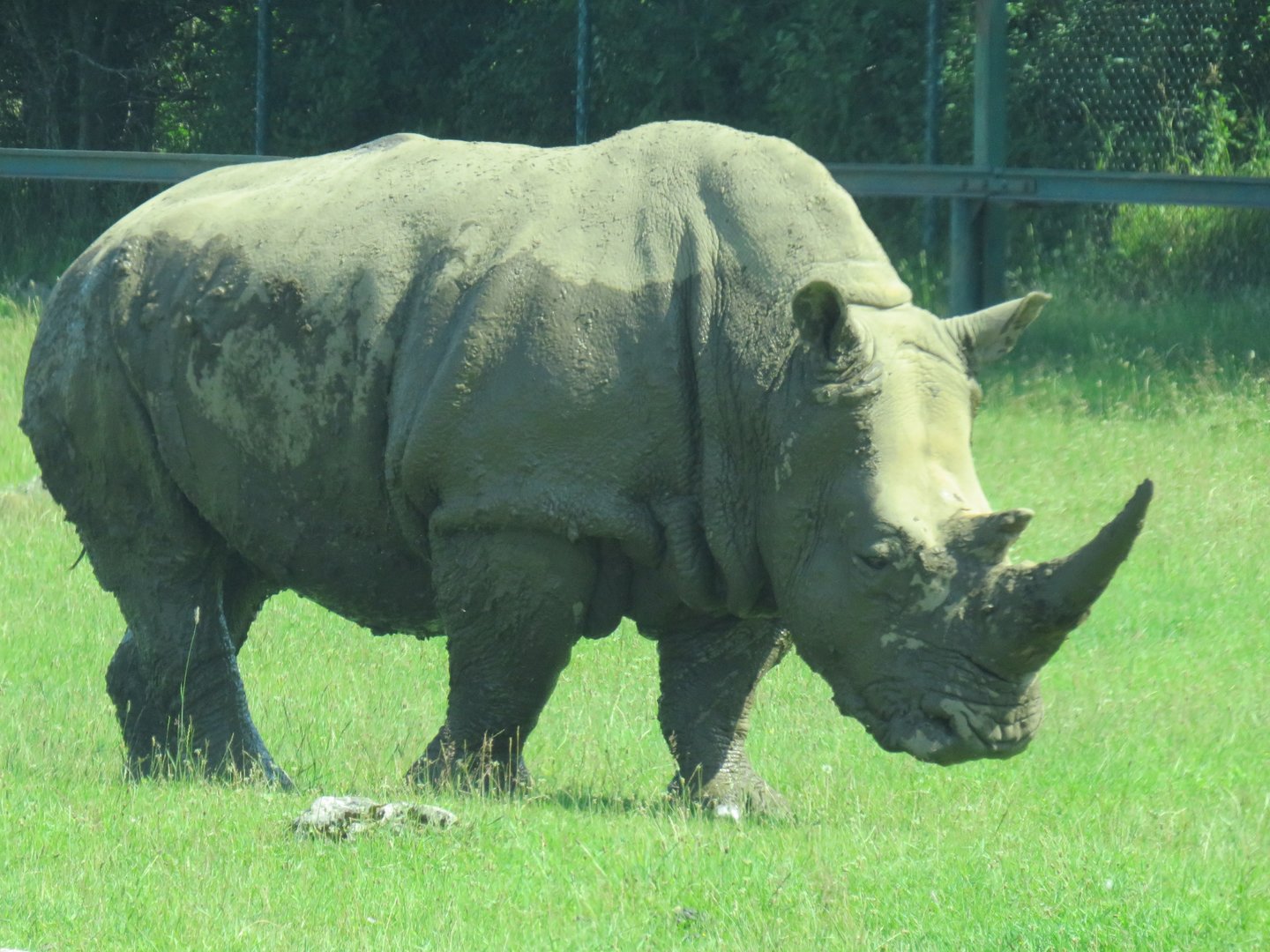 White rhinoceros