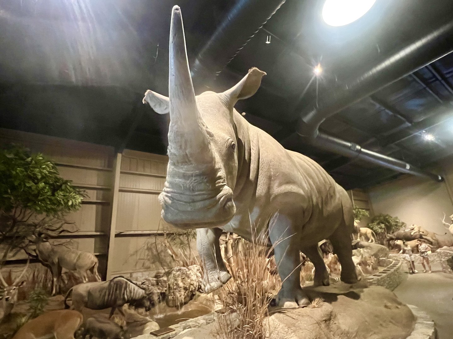 White Rhinoceros