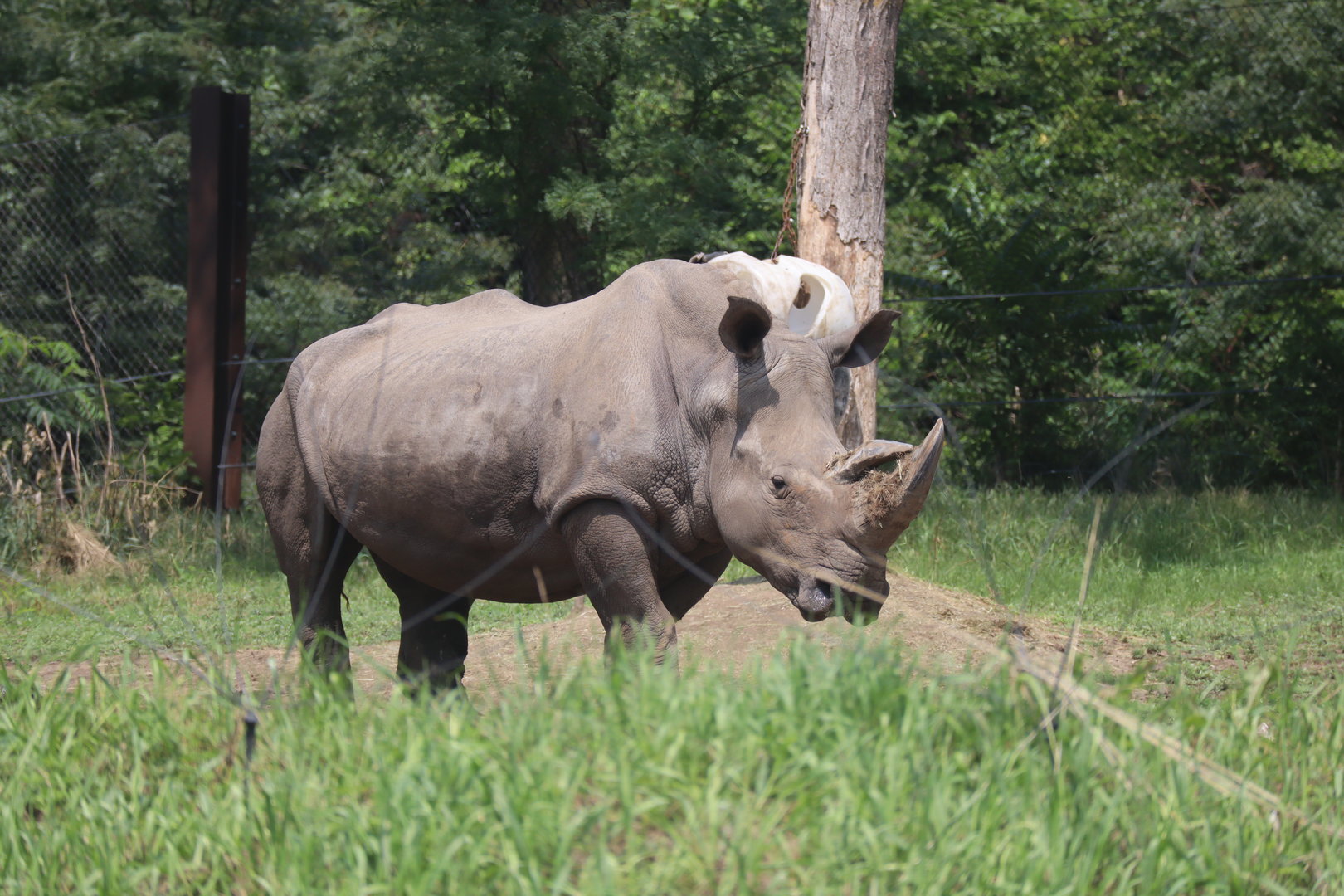 White Rhinoceros