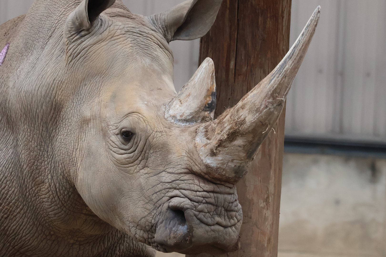 White Rhinoceros