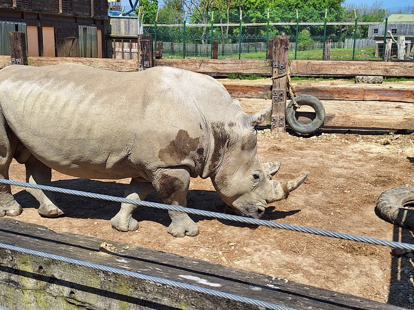 White Rhinoceros