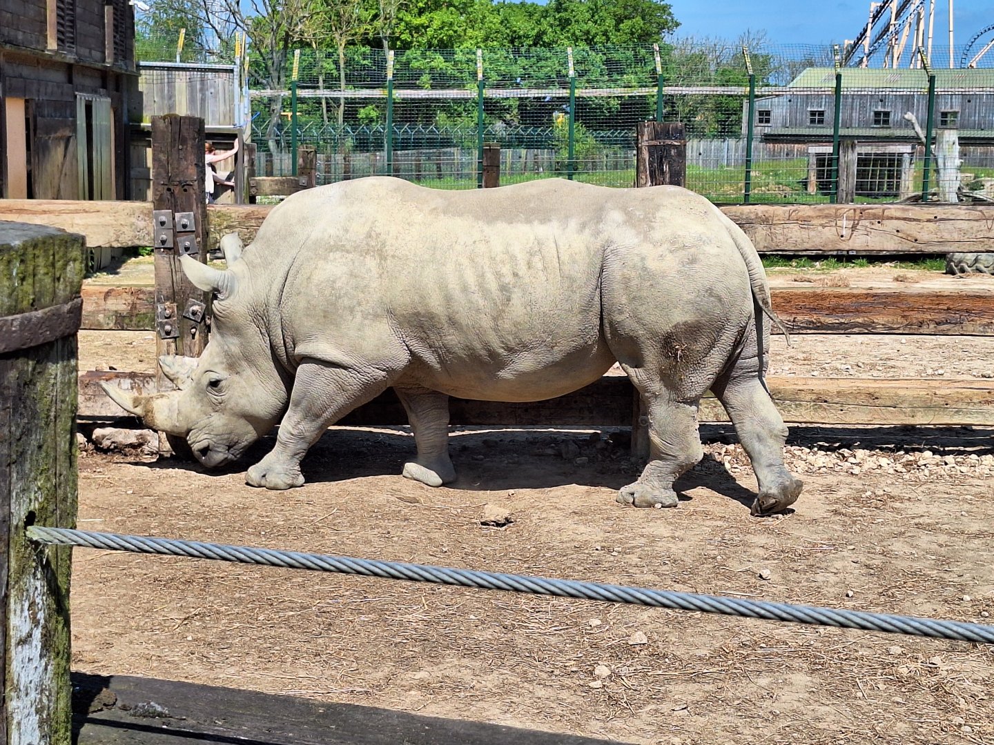 White Rhinoceros