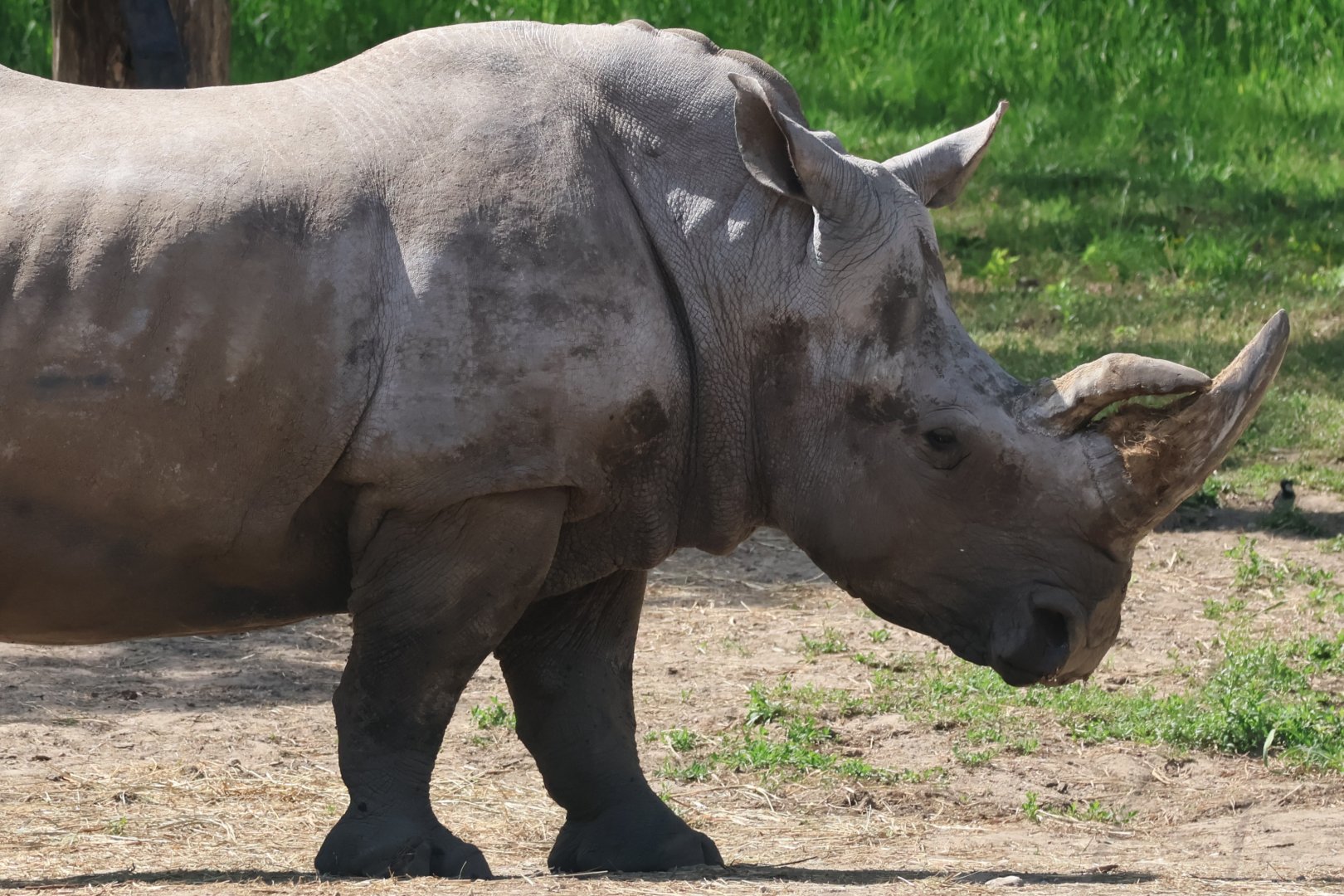 White Rhinoceros