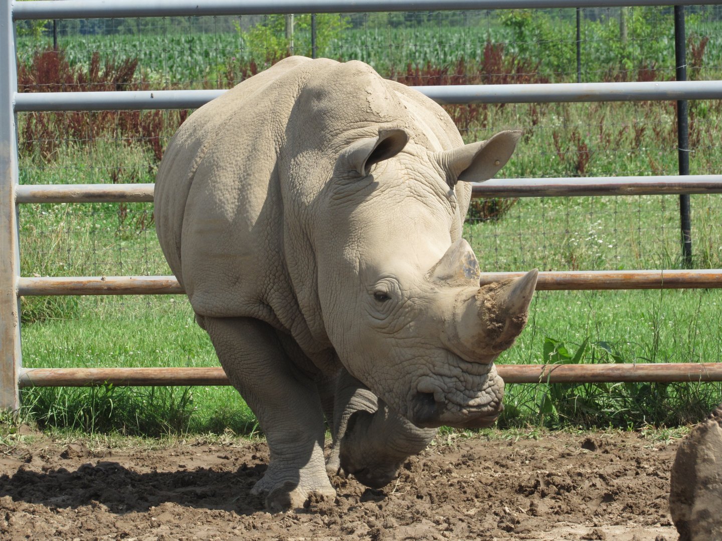 White Rhinoceros
