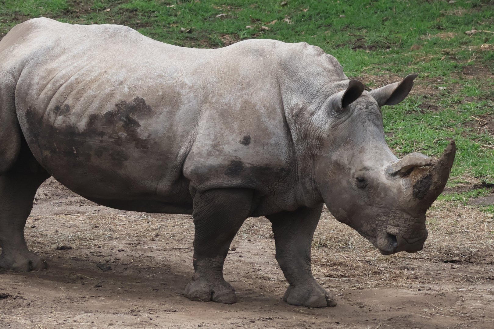 White Rhinoceros