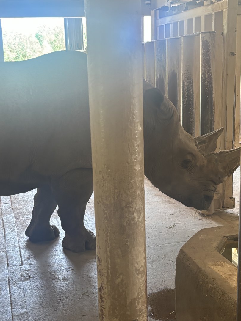 White Rhinoceros