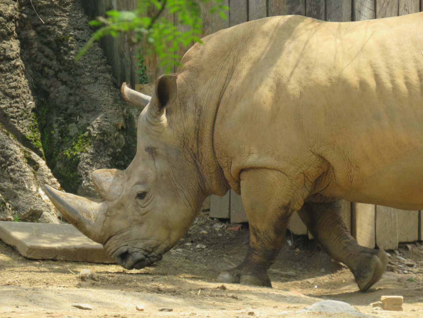 White rhinoceros