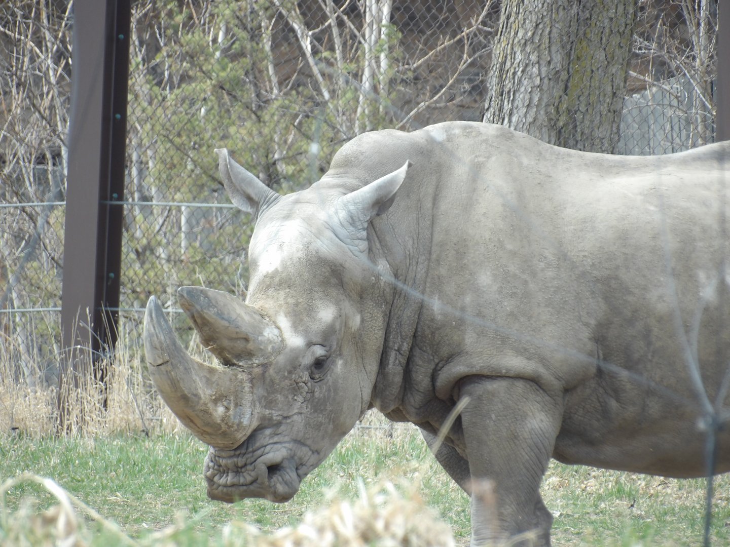 White Rhinoceros