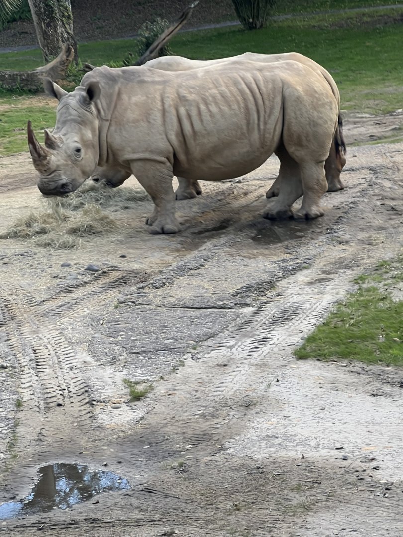 White Rhinoceros