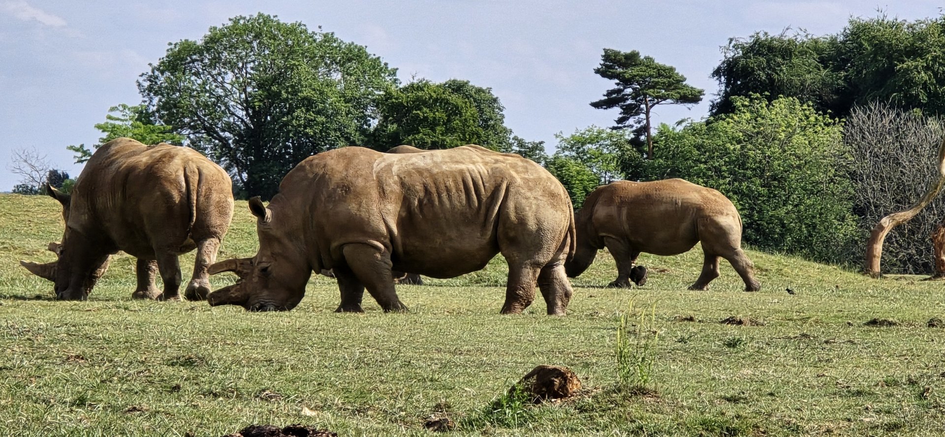 White rhinoceros