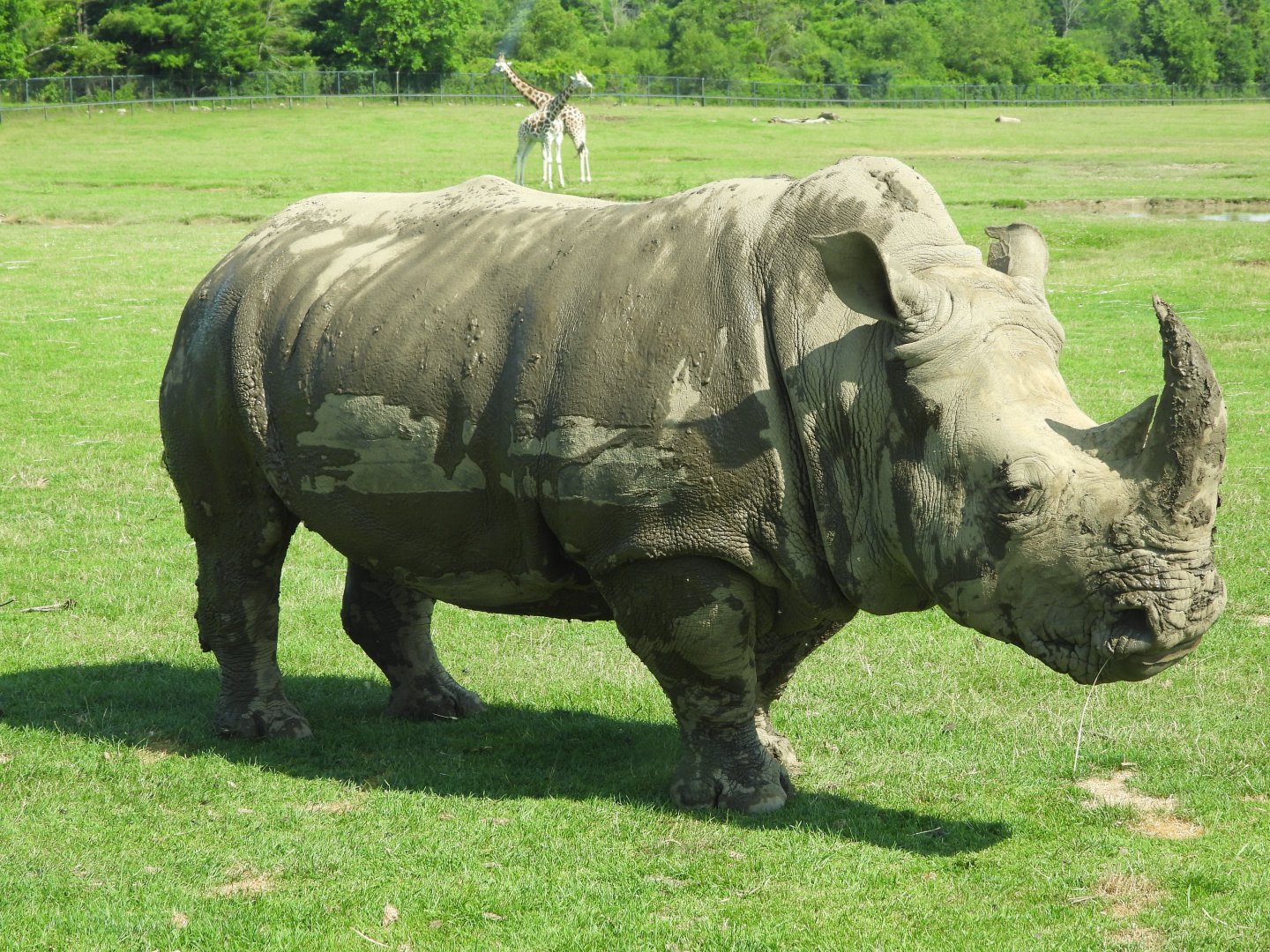 White rhinoceros