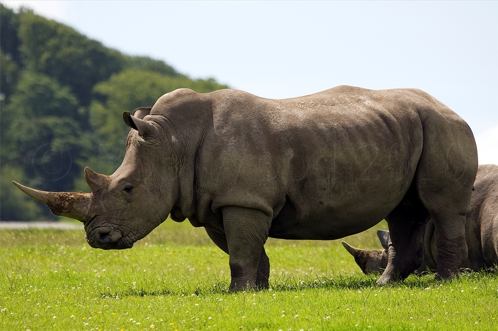 White Rhinoceros