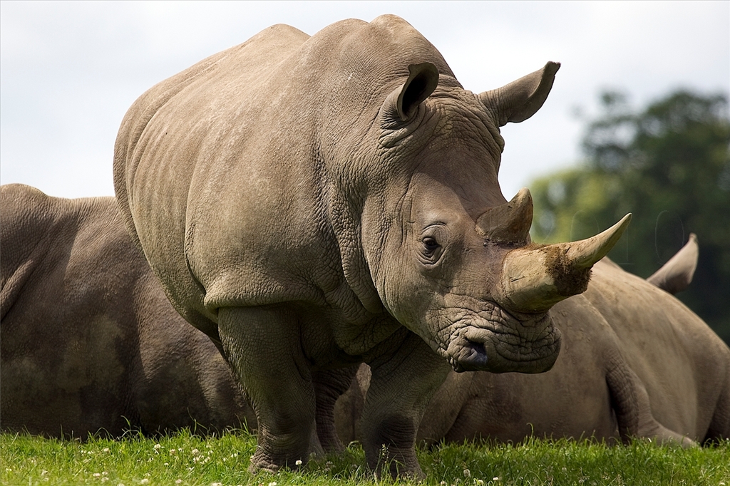 White Rhinoceros