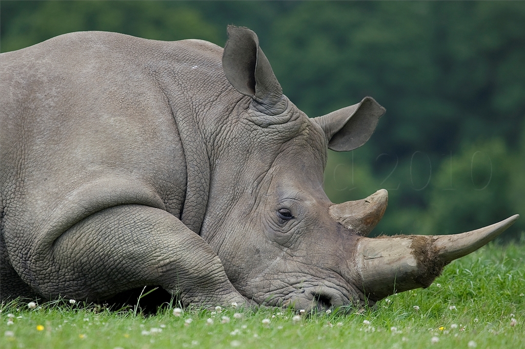 White Rhinoceros
