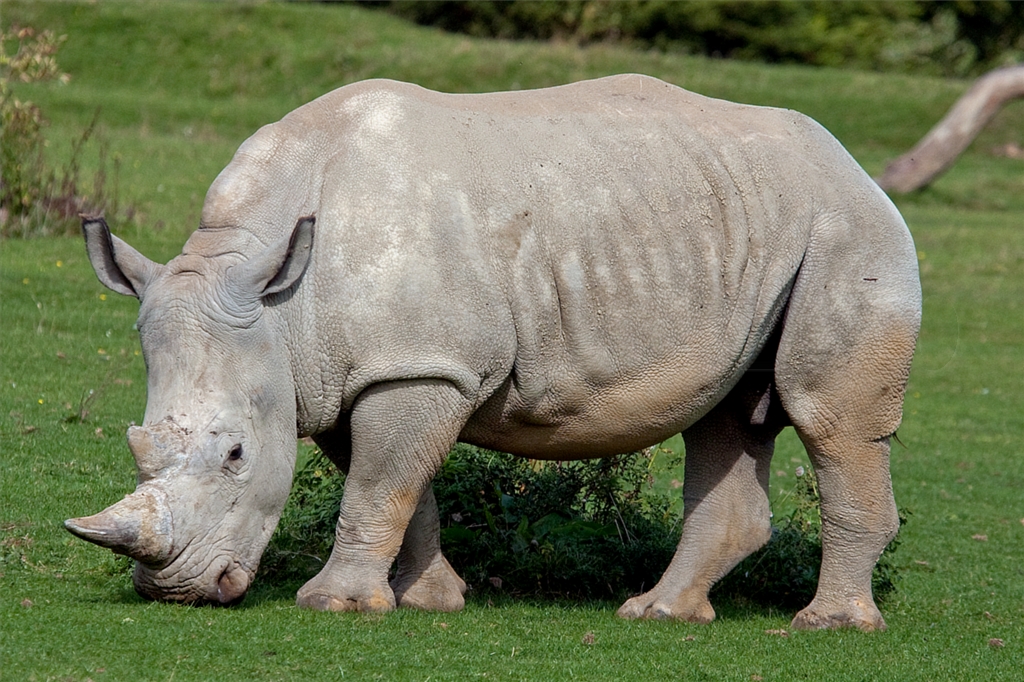 White Rhinoceros