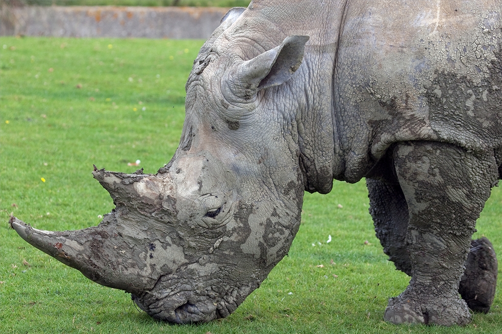 White Rhinoceros