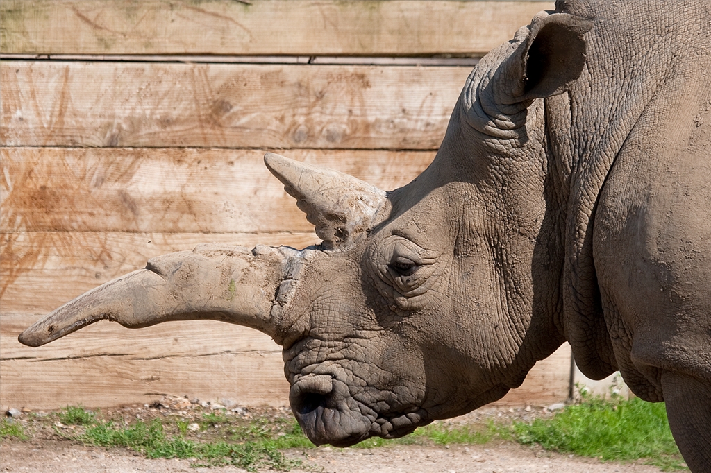 White Rhinoceros