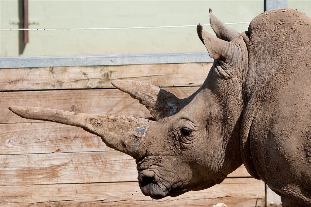 White Rhinoceros