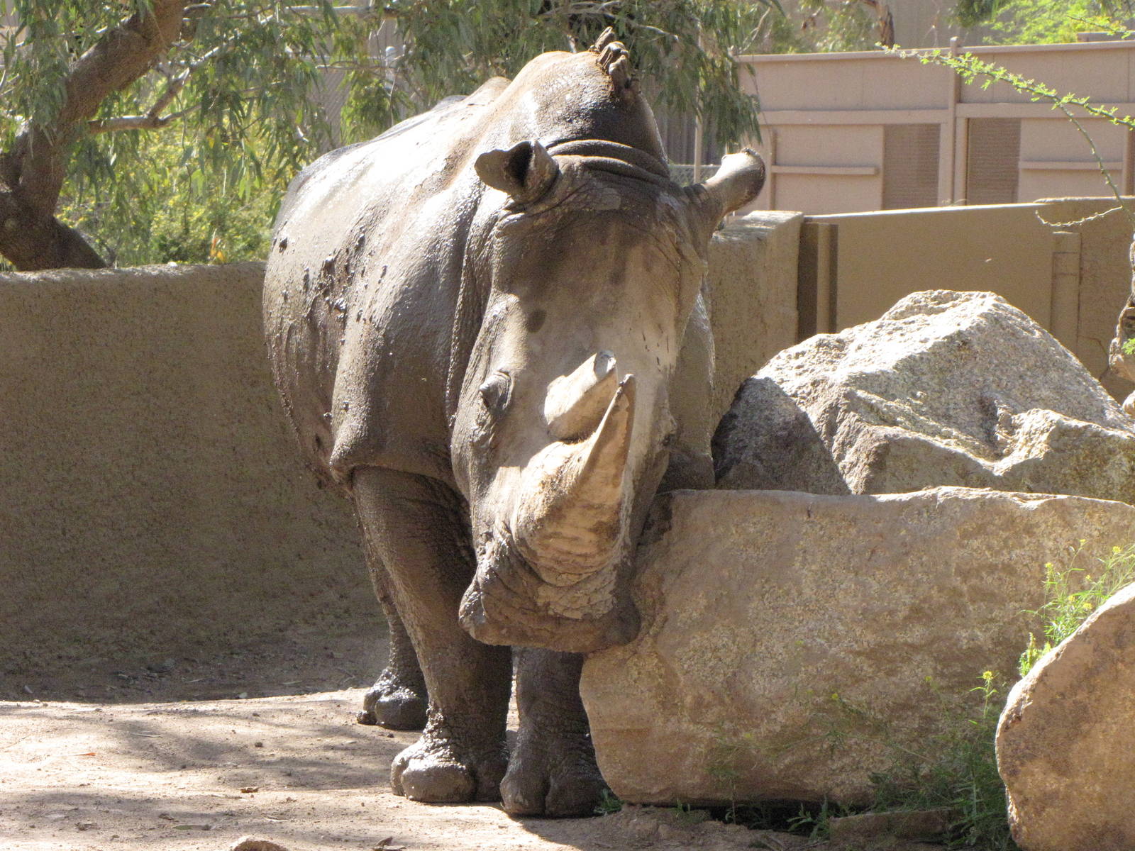 White Rhinoceros