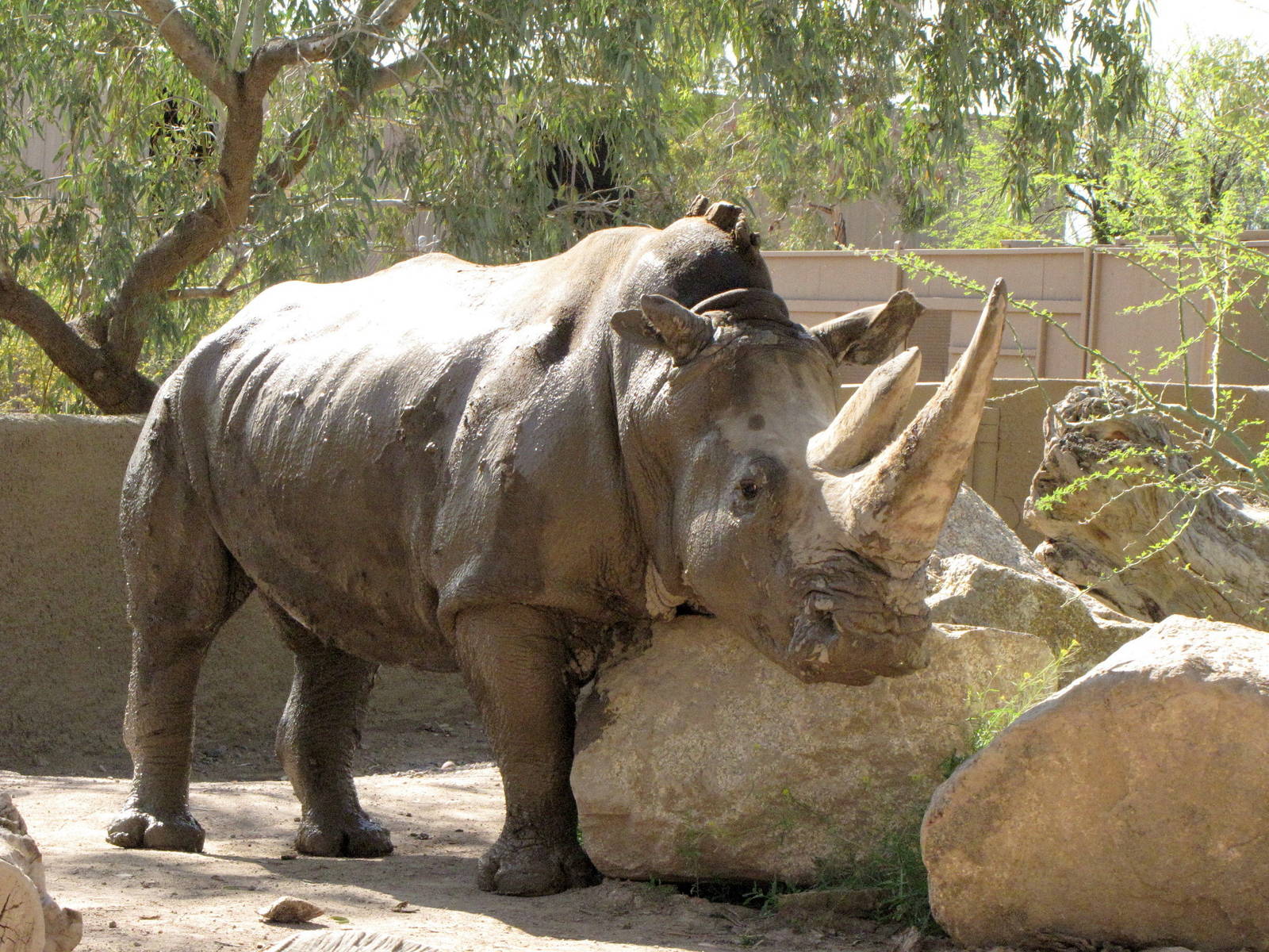 White Rhinoceros