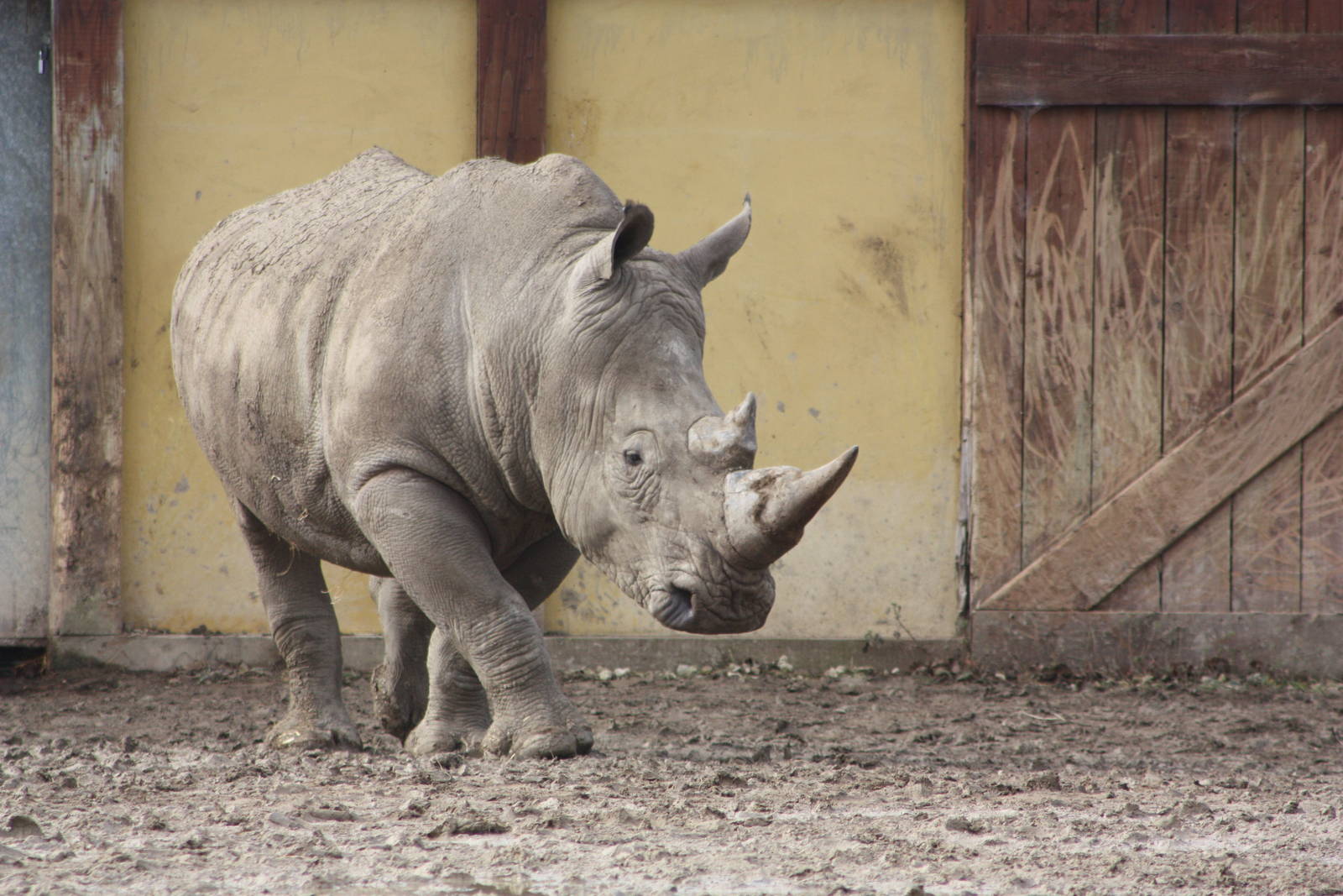 White Rhinoceroses, 18th February 2015