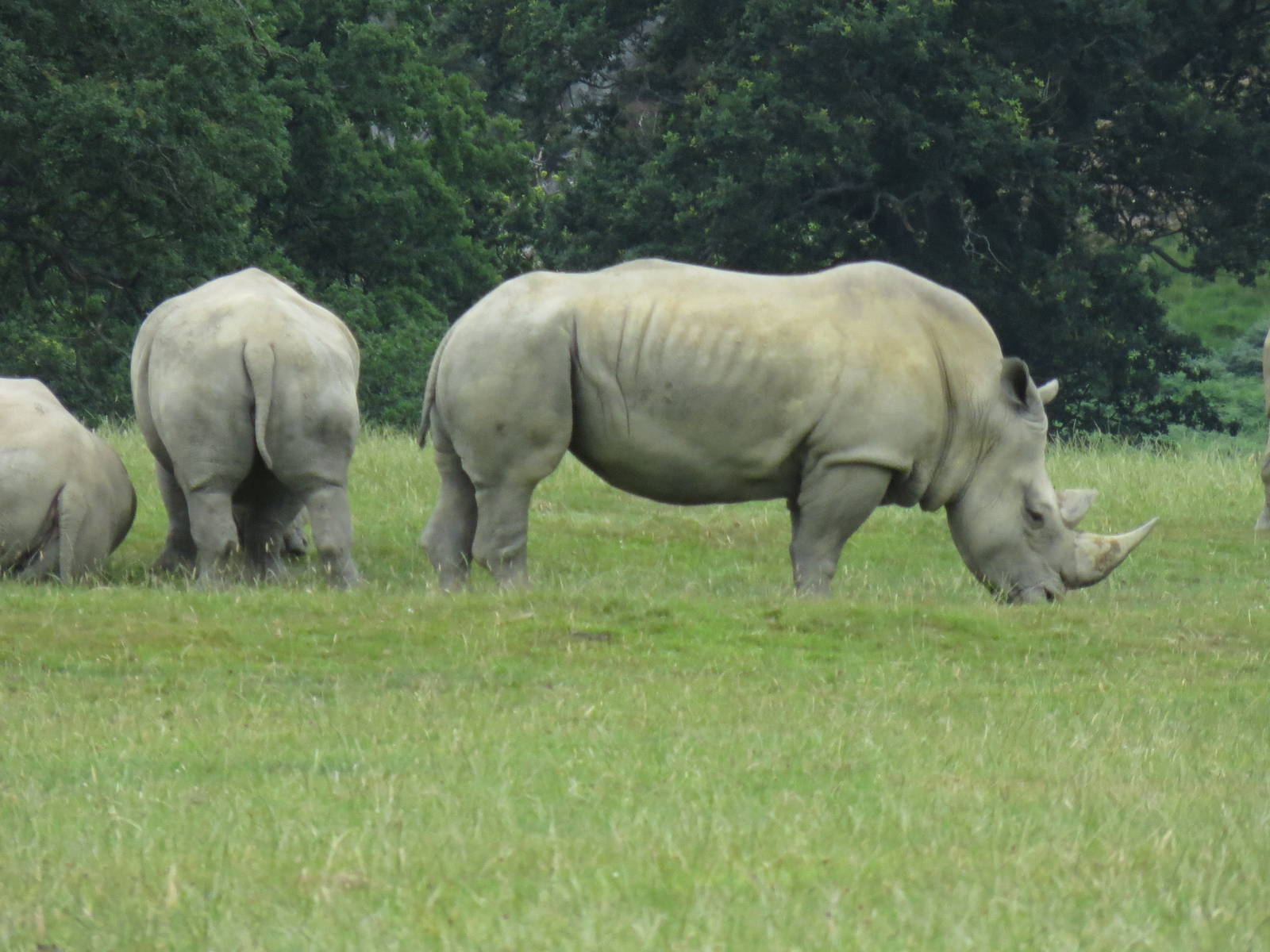 White Rhinoceroses 270713