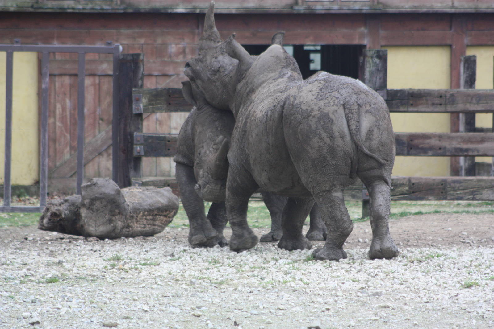 White Rhinoceroses, 27th October 2014