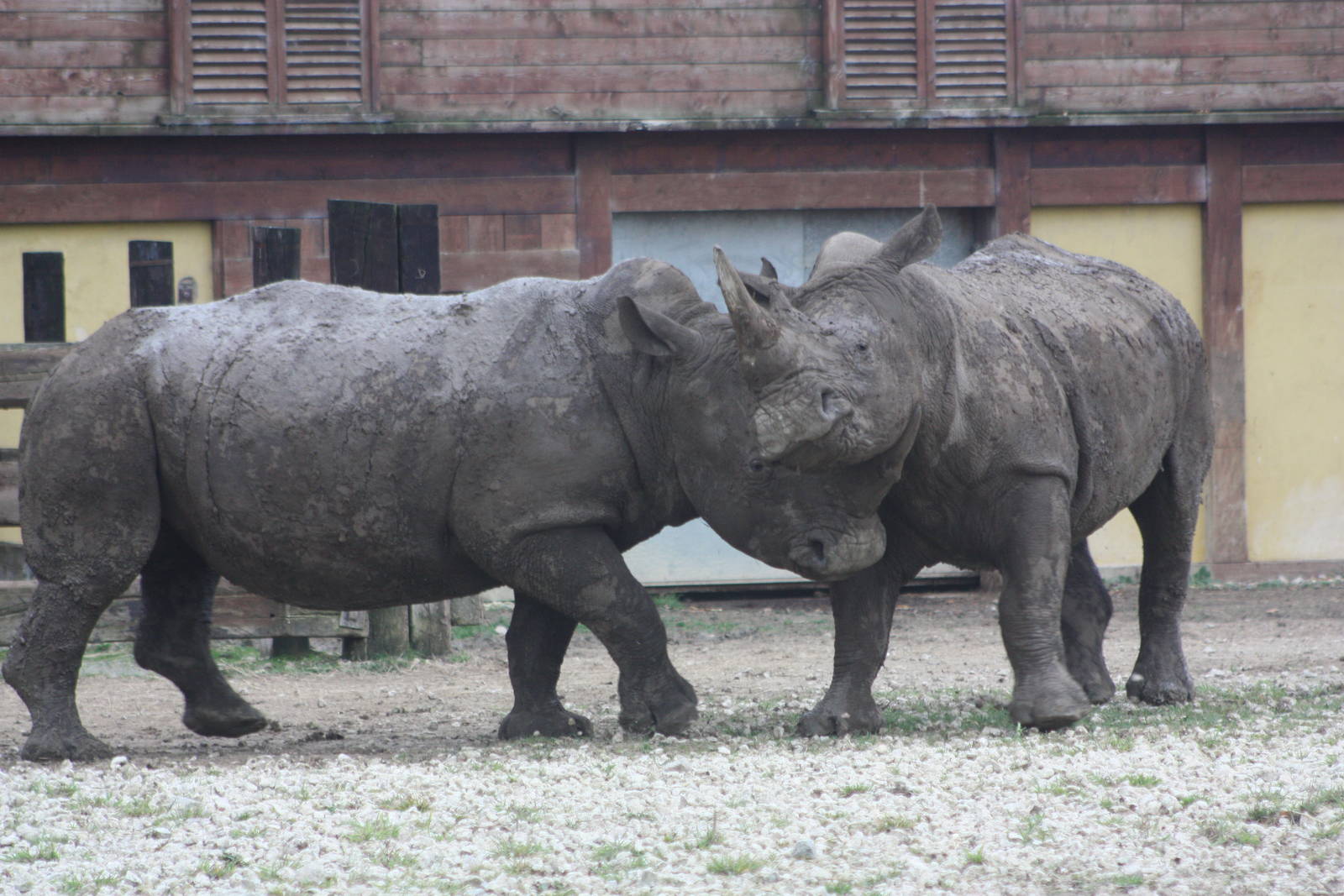White Rhinoceroses, 27th October 2014